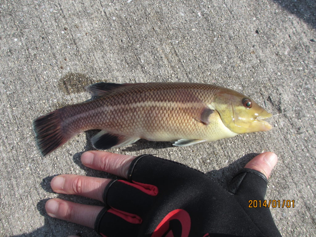 須磨で釣れたコブダイの子供