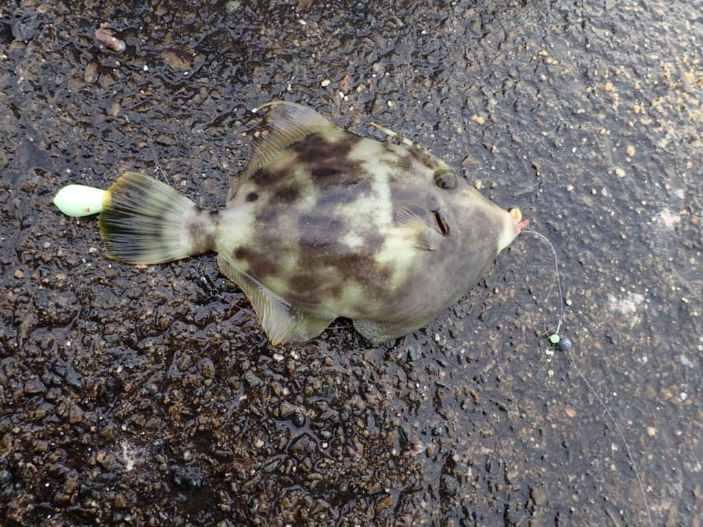 須磨で釣ったカワハギ