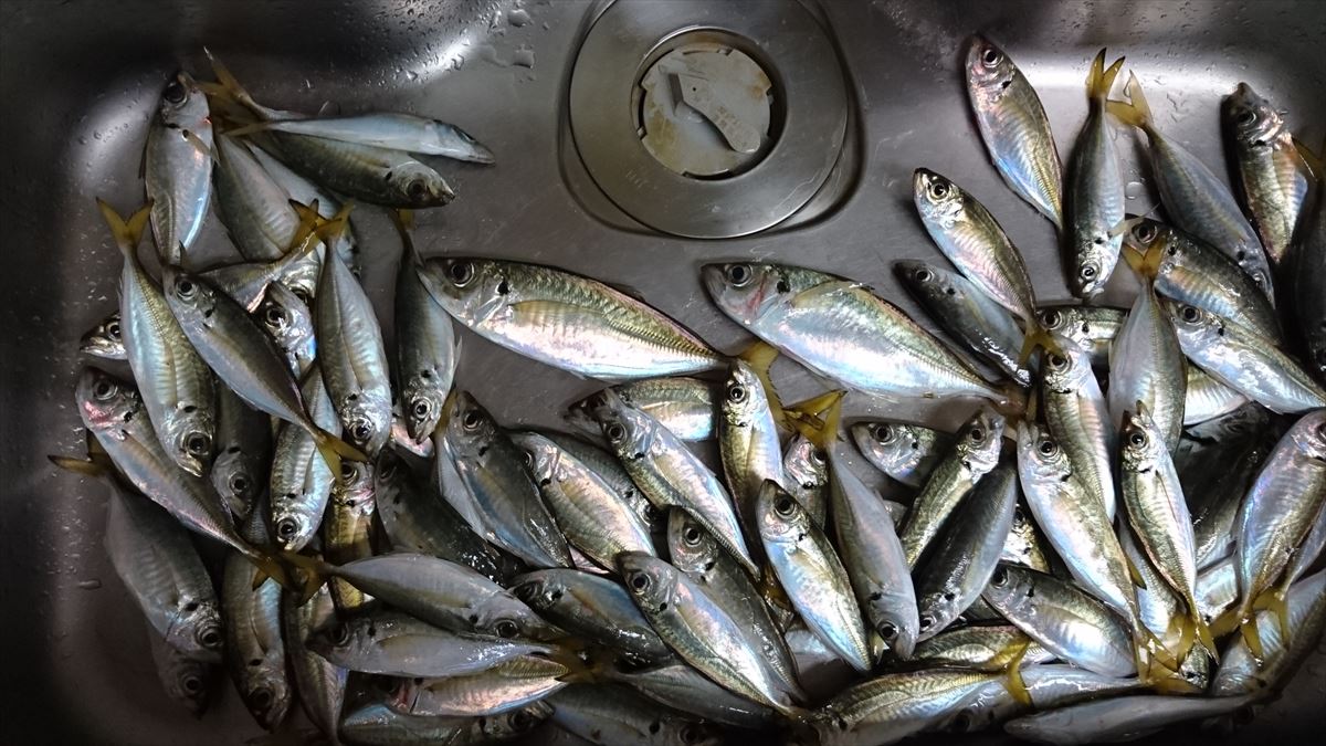 ぶっこみサビキでマアジバカ釣れ