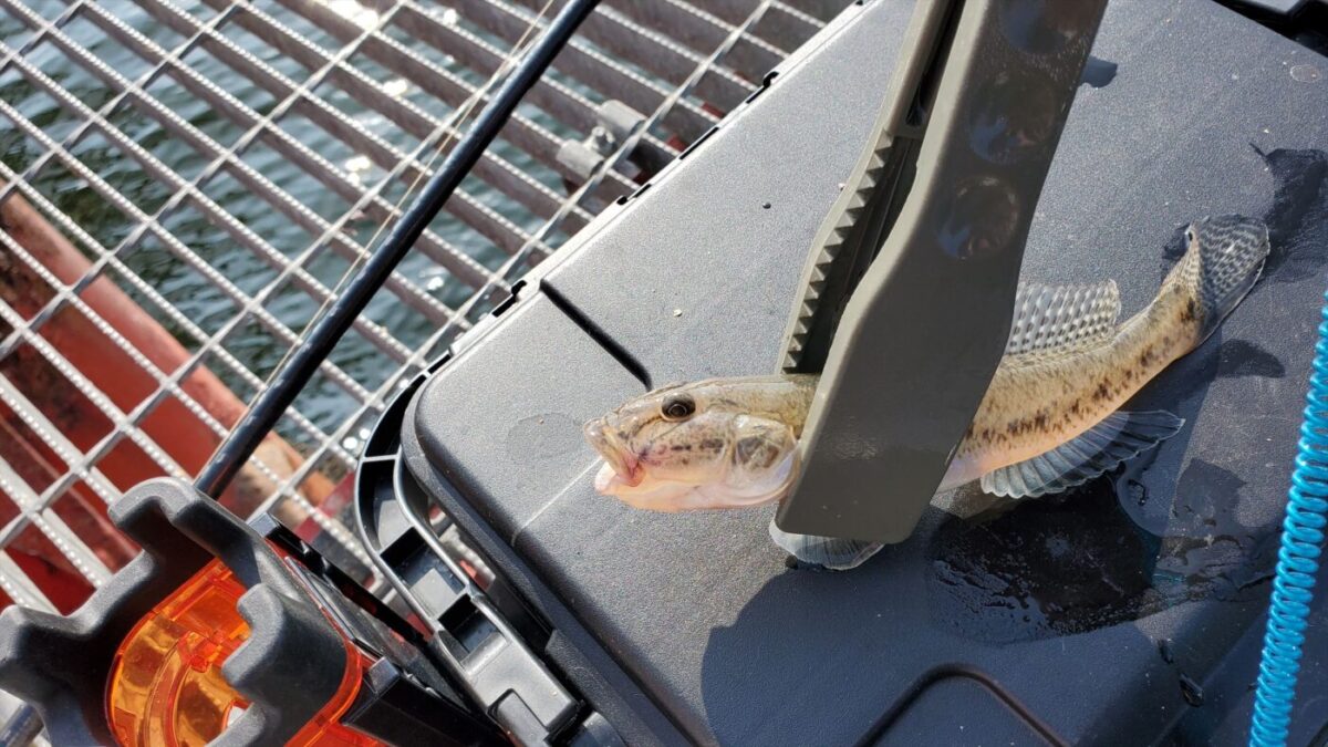 尼崎魚釣り公園にて20cm超のマハゼ