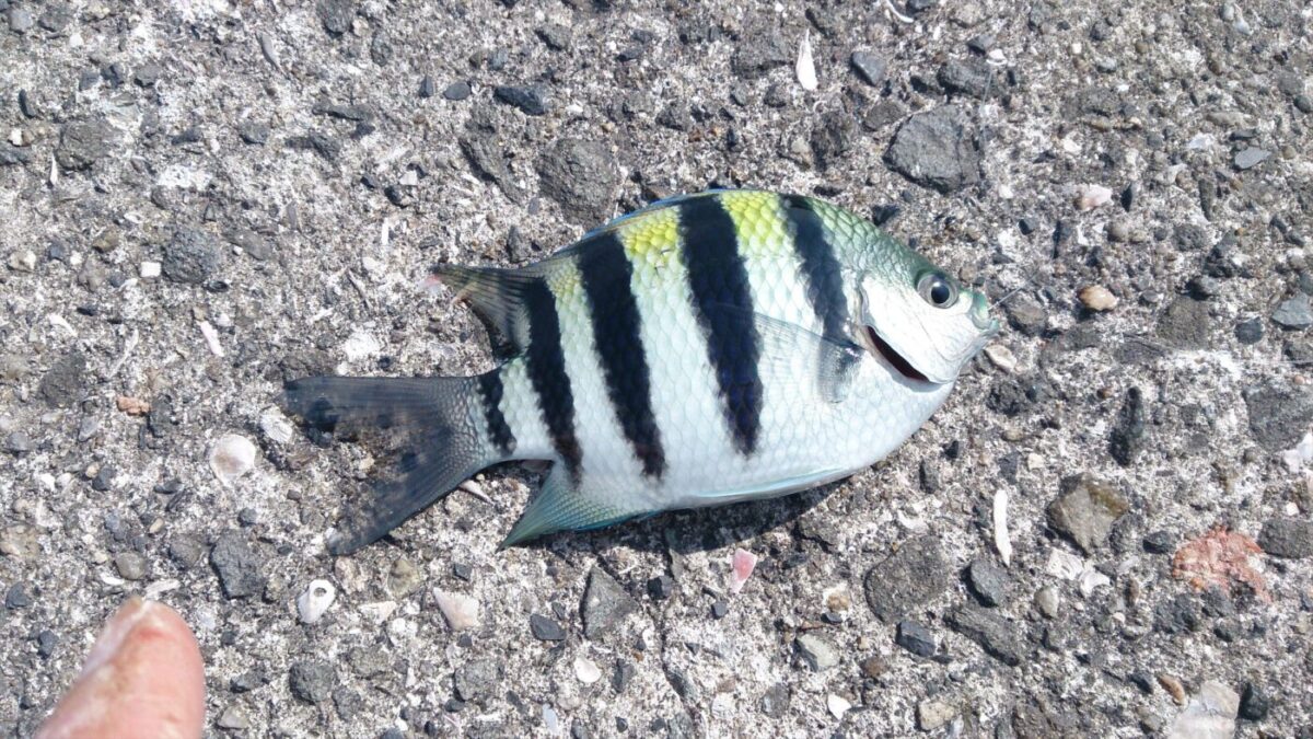 須磨で釣れた熱帯魚オヤビッチャ