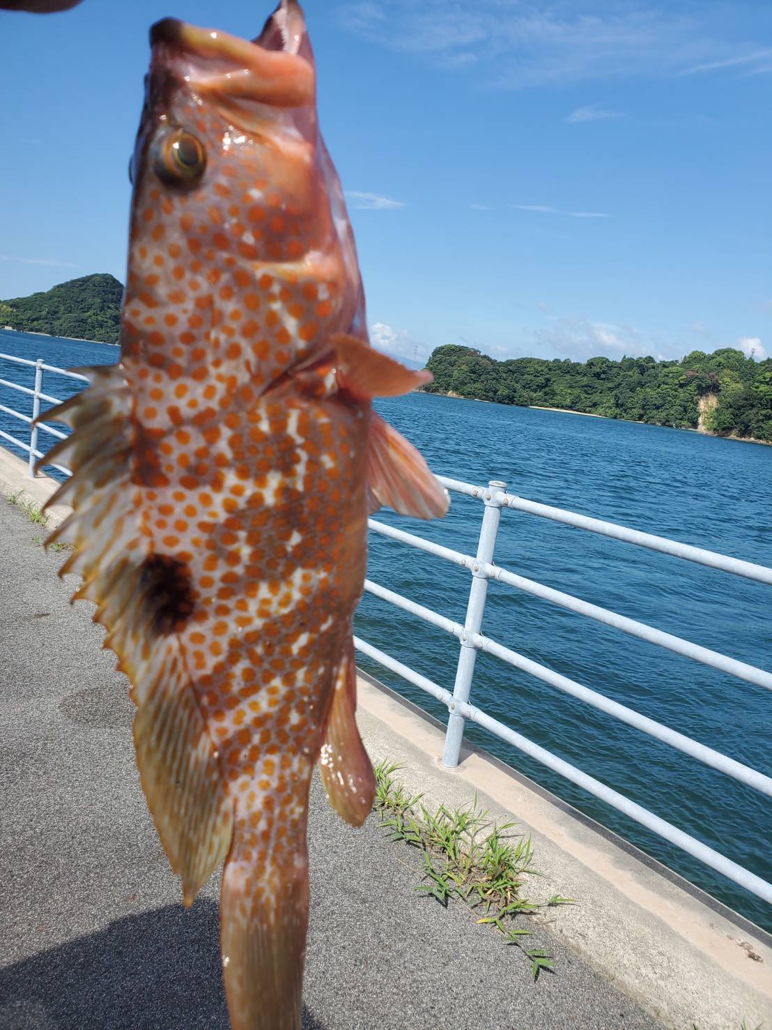 アコウの煮つけうまいよね