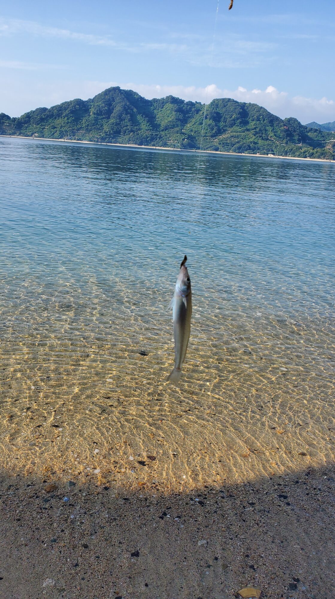 癒しのキス釣り