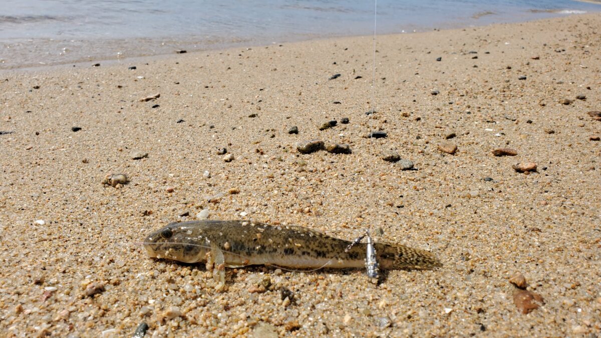 マハゼのサイズのキスが釣れたら持って帰るのに