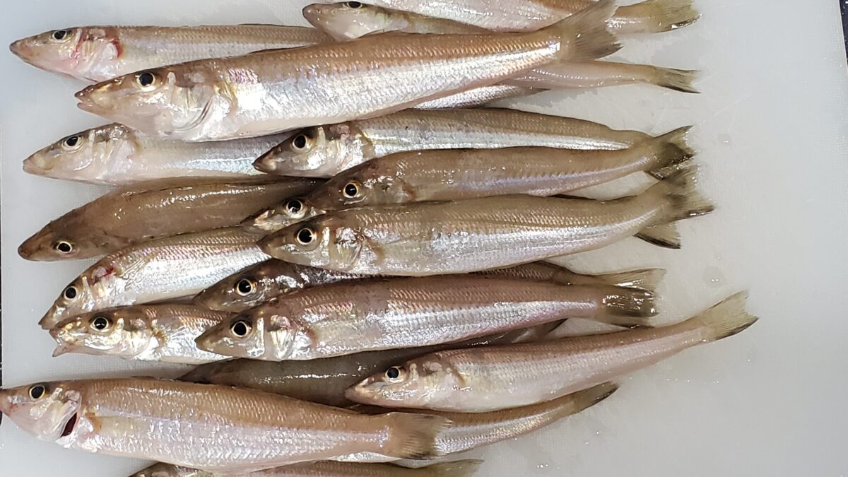 納得のキス釣果