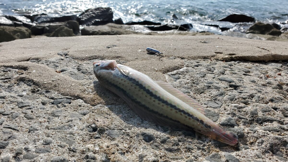 キュウセンは23cm元気だったのでリリース