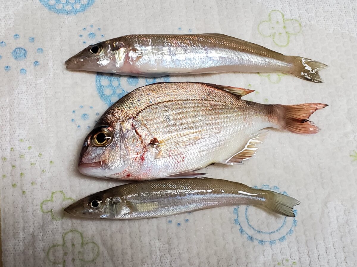 しょぼい釣果