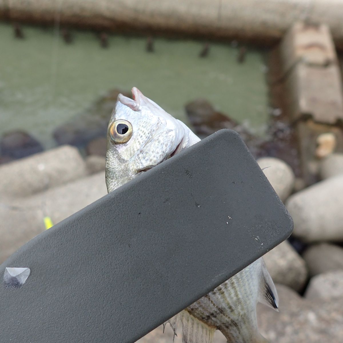 小さくても魚のニオイはそれなりに