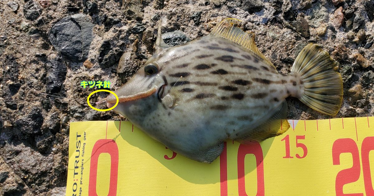 カワハギをキツネ針で