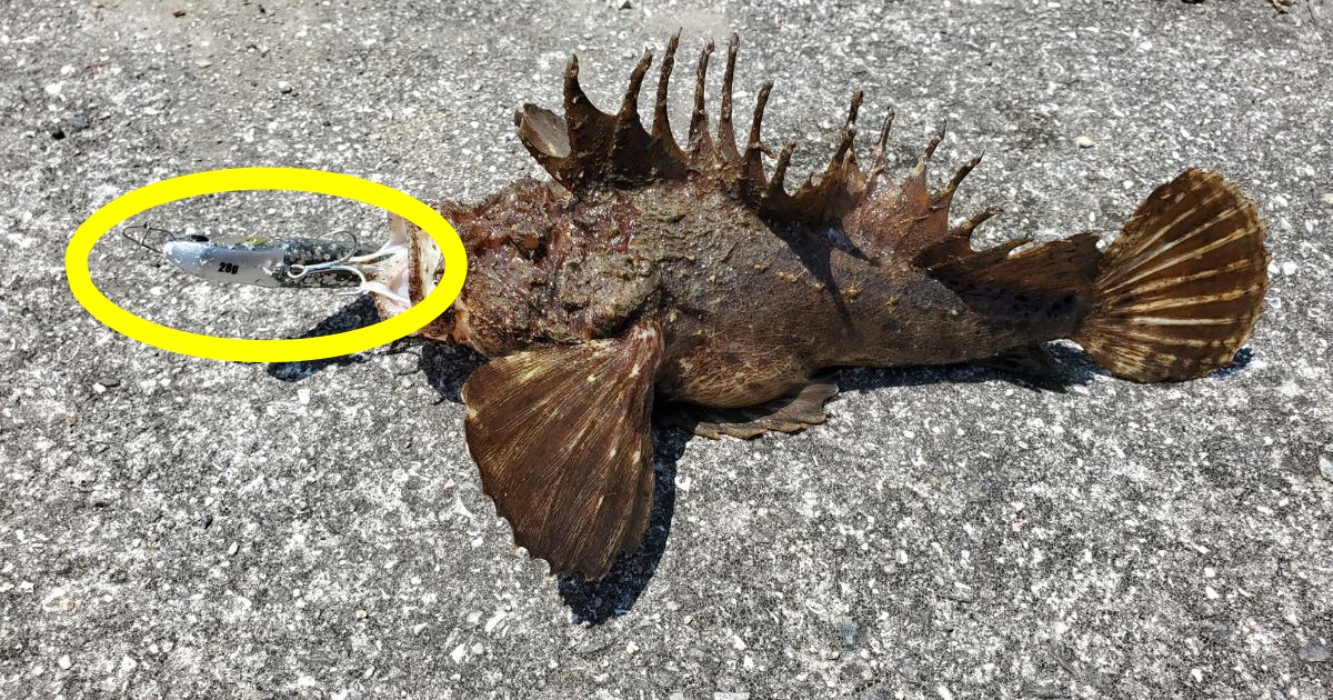 オニカサゴをメジャークラフトの浜王で