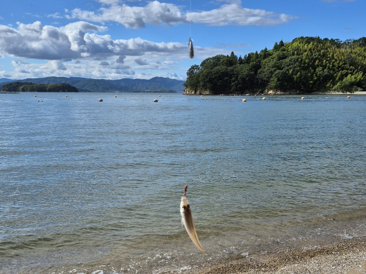 広島でキス釣り、粘ればもう少し釣れるかも