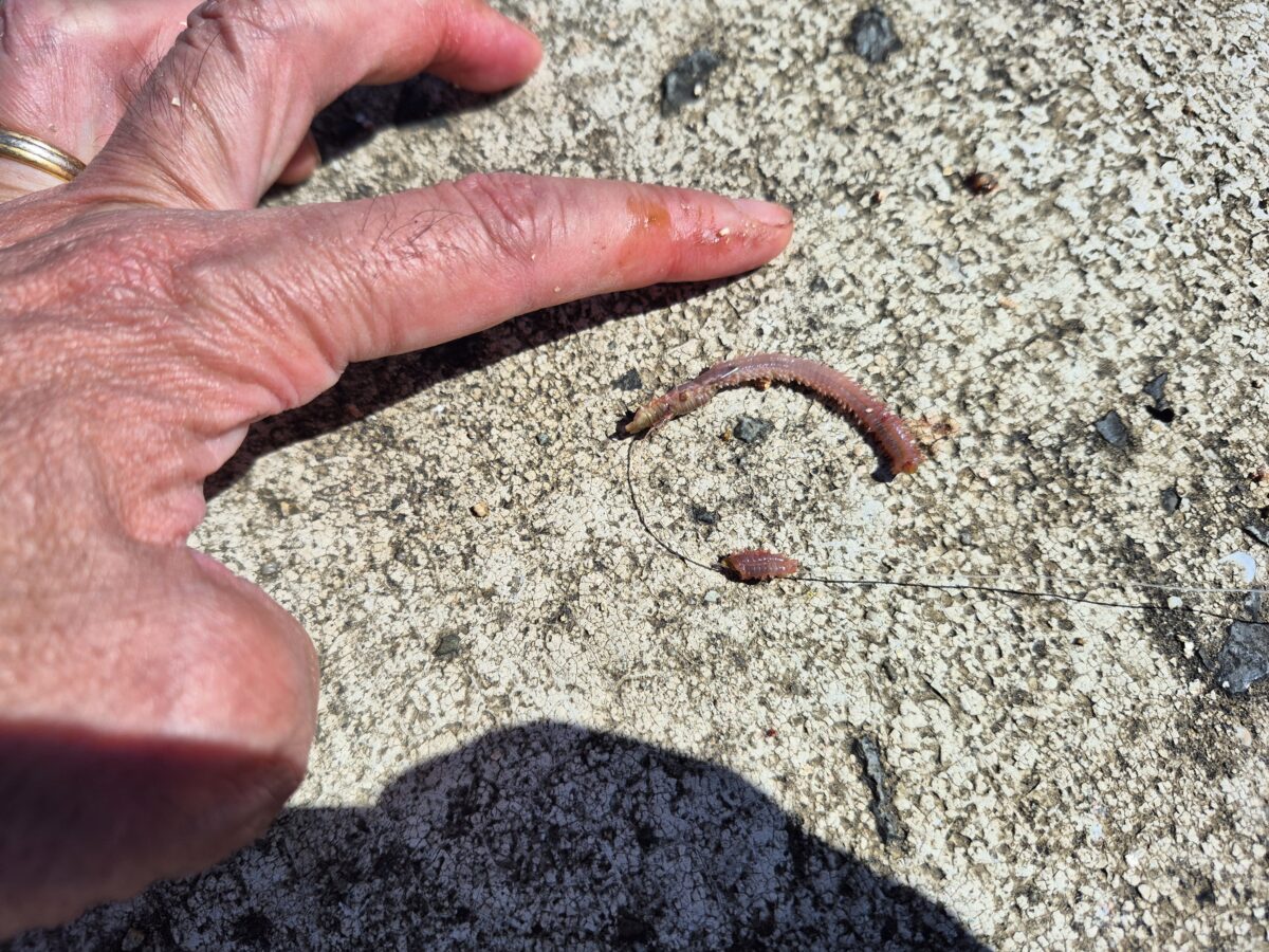 大型のキスを狙うときには5～6cmにします。