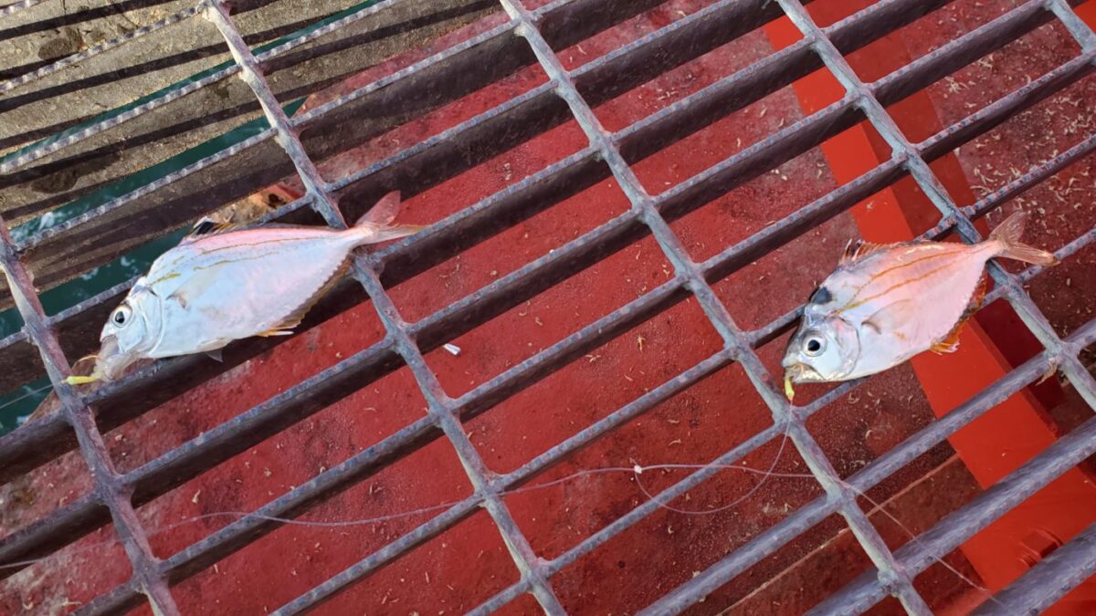 尼崎魚つり公園の足元は鉄格子、小さい魚も落ちてしまう