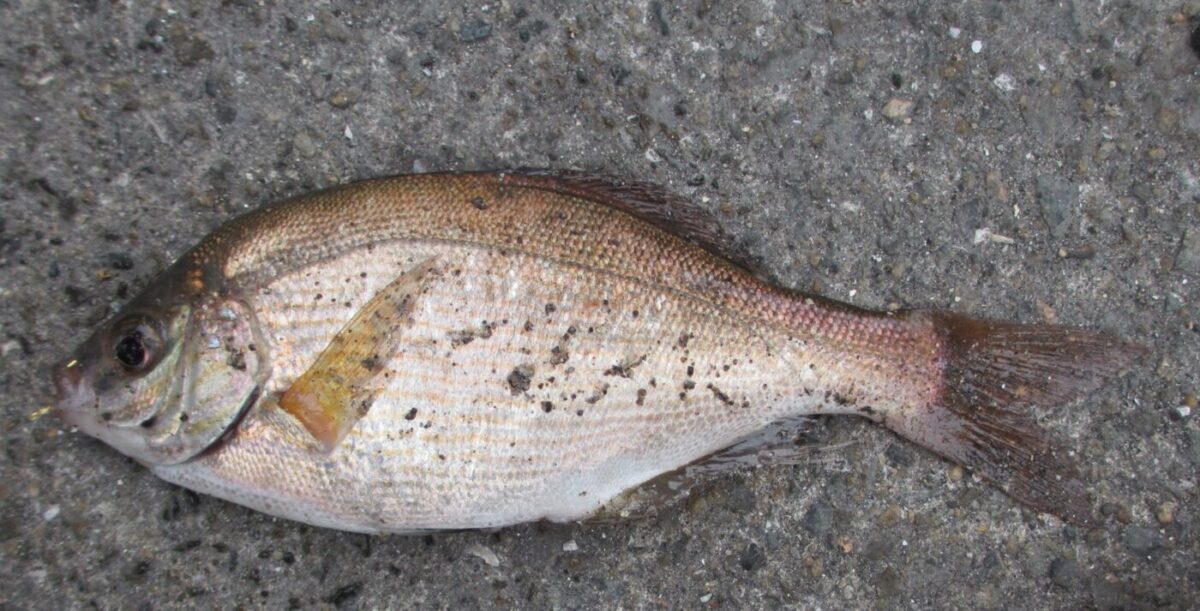 魚を生む魚ウミタナゴ