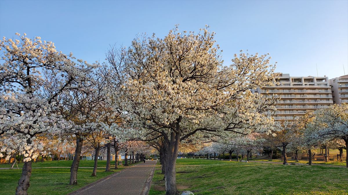新西宮ヨットハーバーの桜