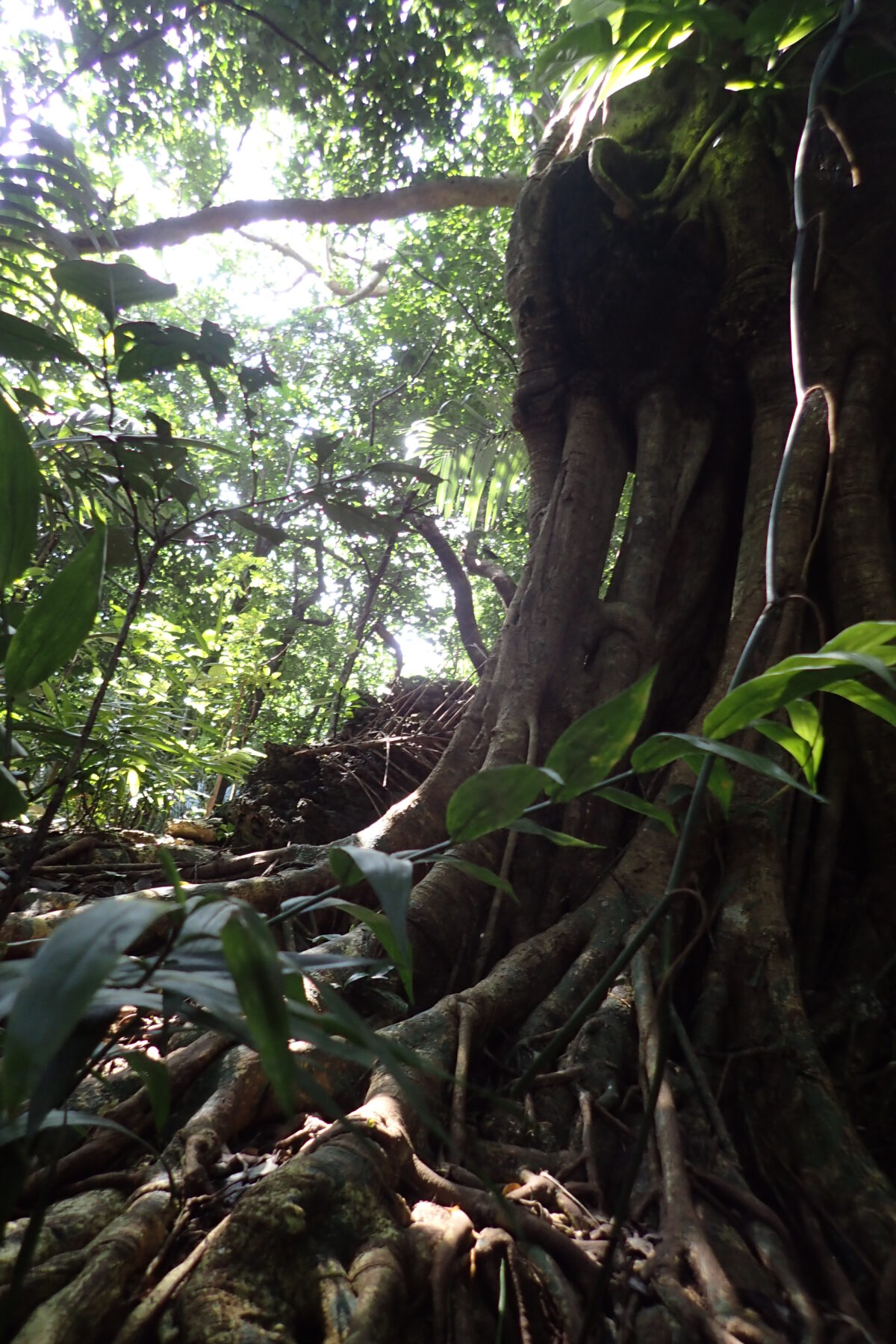 これは我が家のカメラで撮影したジャングルの木